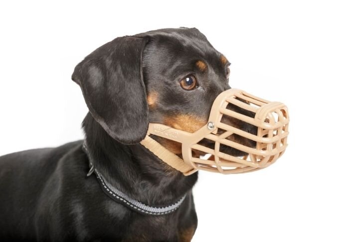 Baskerville Anti Scavenge Muzzle Size 2