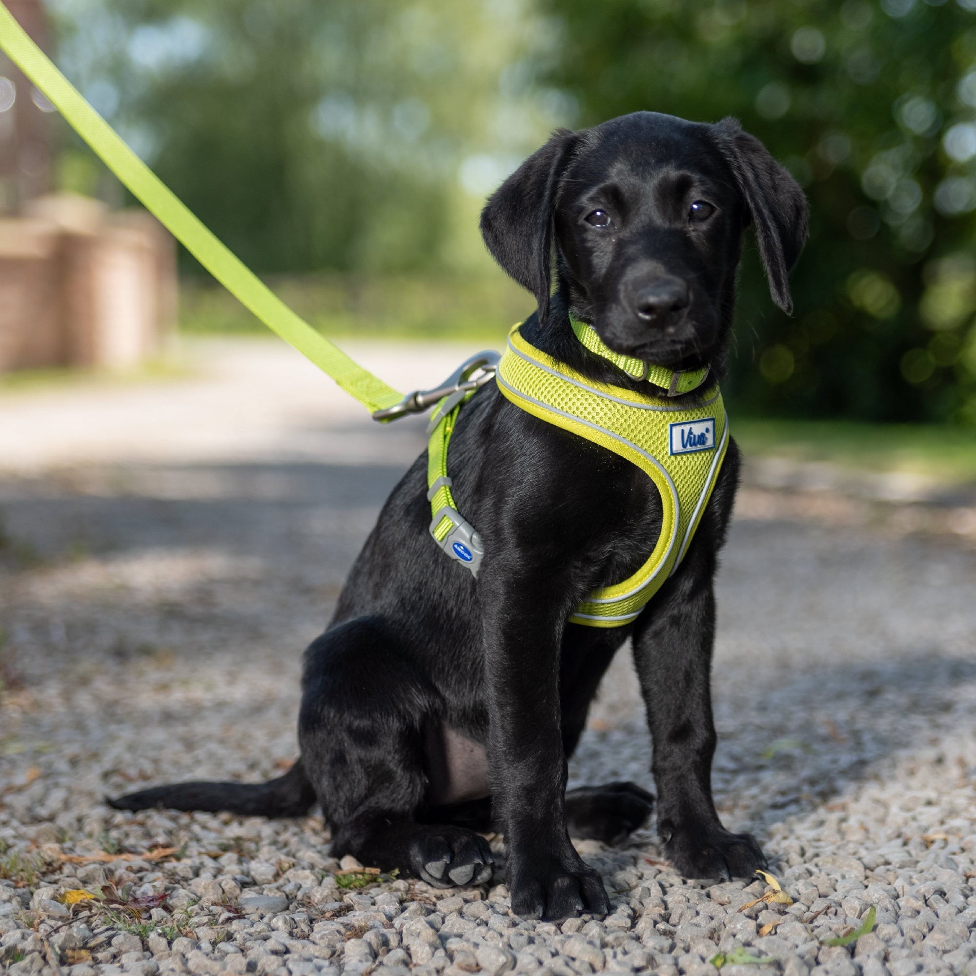 Ancol Viva Padded Nylon Snap Lead Lime 75kg 1.8m x 2.5cm x 1