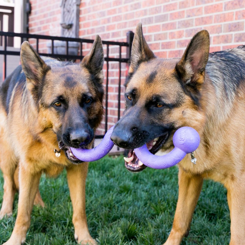 KONG Ogee™ Stick Assorted MEDIUM