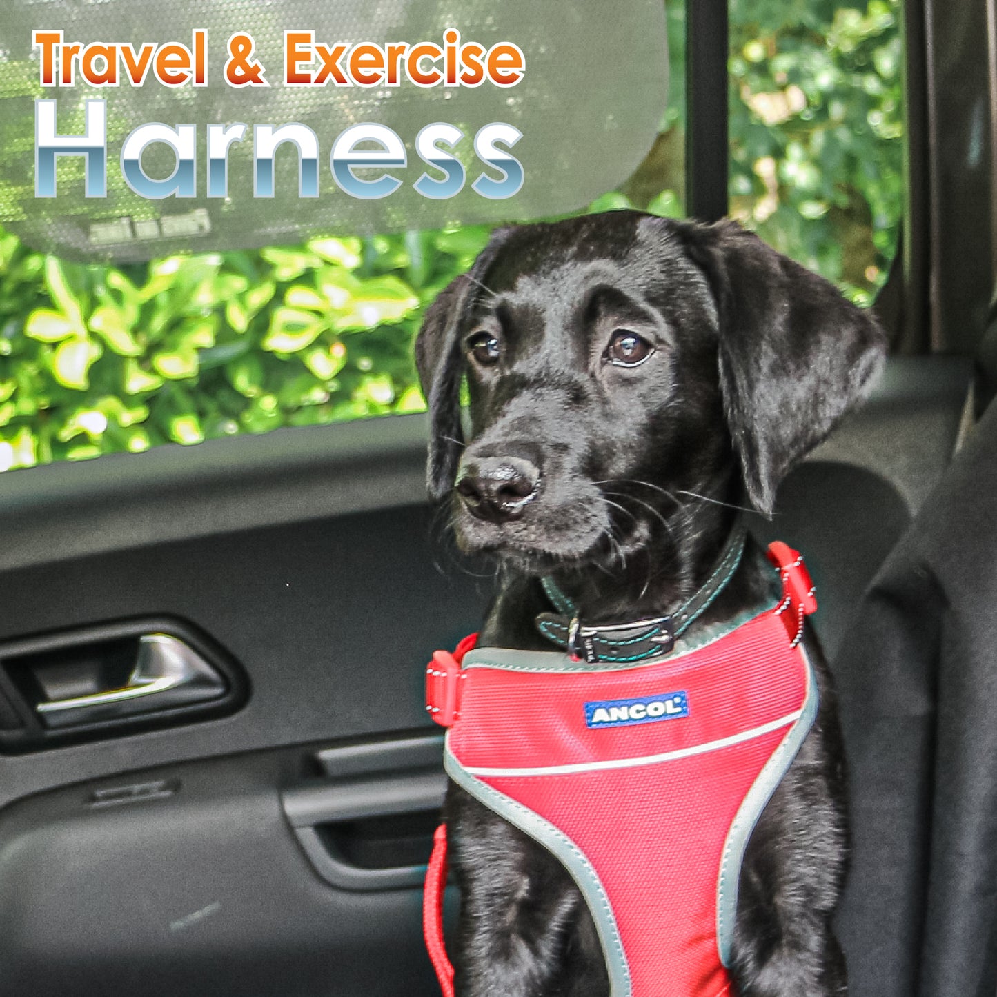 Ancol travel and exercise harness large 55-87cm