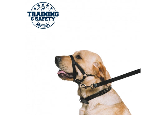 NYLON TRAINING HALTER