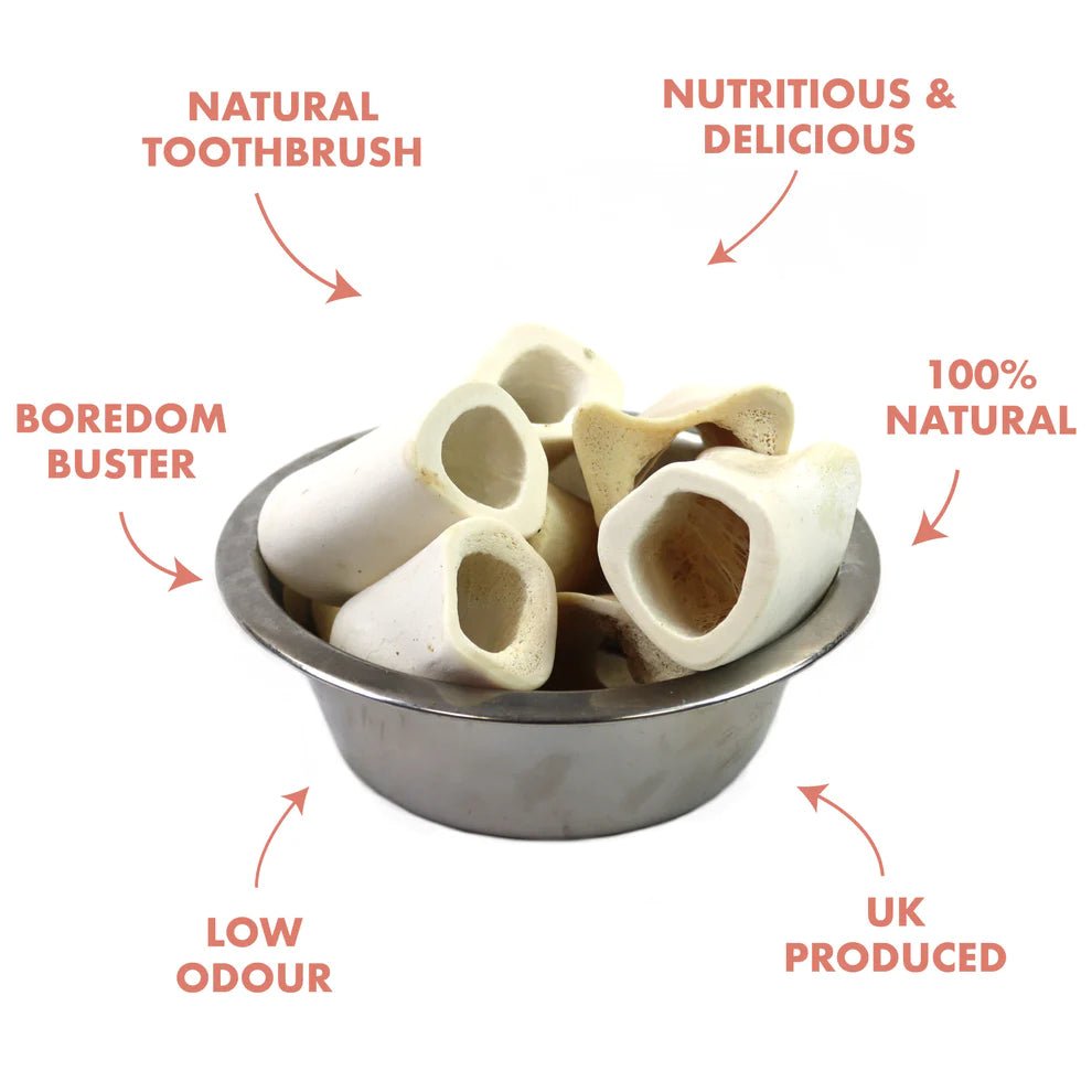 T. Forrest Hollow Calcium Bone -1 BONE