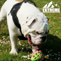 EXTREME HARNESS BLACK