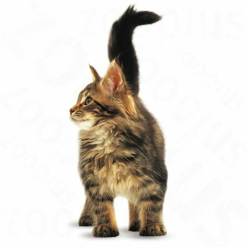 Royal Canin Maine Coon Kitten