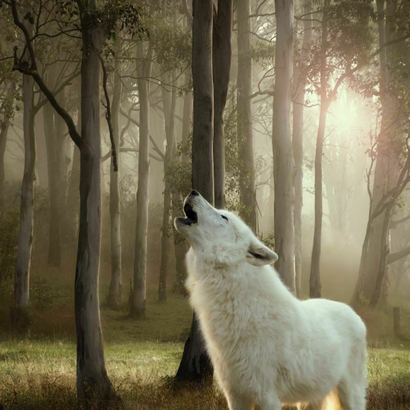 Little Wolf of Wilderness Saver Pack 24 x 400g