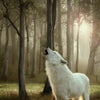 Little Wolf of Wilderness Saver Pack 24 x 800g
