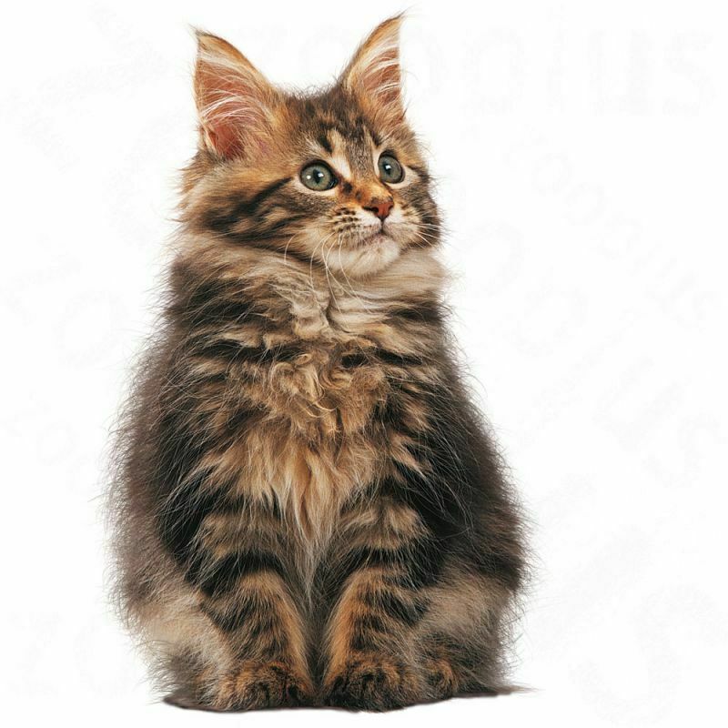 Royal Canin Maine Coon Kitten