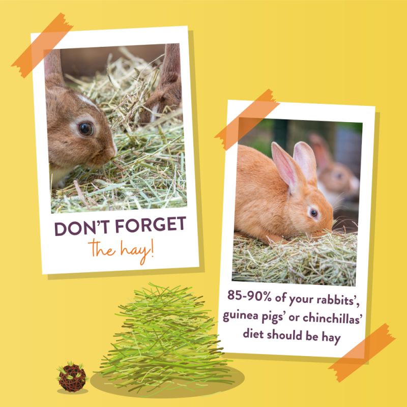 Burgess Excel Feeding Hay with Dandelion & Marigold