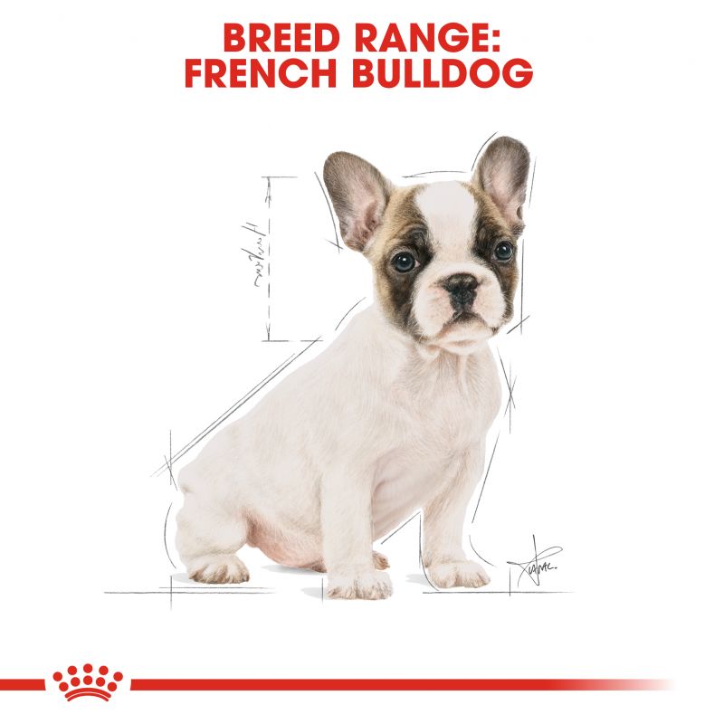 Royal Canin French Bulldog Puppy