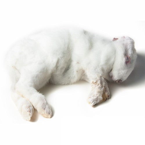 REGULAR RABBIT (1.3 - 2.3KG)